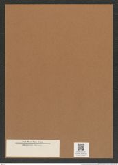 Diatomeae indet. Zeichnungen Sammlung Grunow Mappe 04080 (Herbarium_W_Grunow_drawings_Folder_04080)